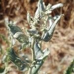 Chenopodium vulvaria Hostoa