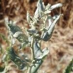 Chenopodium vulvariaЛист