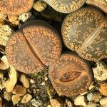 Lithops spp. 整株植物