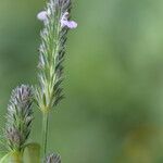 Rostellularia procumbens 花