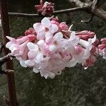 Viburnum × bodnantense Blomma