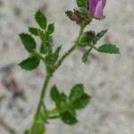 Ononis diffusa Leaf