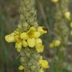 Verbascum thapsus Květ