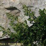 Asplenium fissum Vivejo