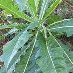Sonchus fruticosus Hoja