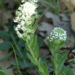 Lepidium hirtum Hostoa