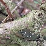 Fallopia baldschuanica Corteza