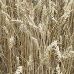 Triticum turgidum Fruto