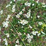 Dryas octopetalaFlower