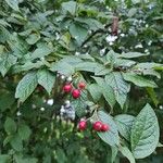 Cotoneaster bullatus Frucht