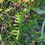 Astragalus boeticus Leaf