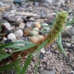 Rumex palustris Froito