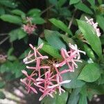 Ixora coccineaBloem