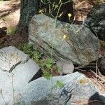 Lactuca muralis Habitus