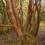Rhododendron thomsonii Corteza