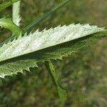 Serratula tinctoria Fuelha