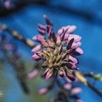 Wisteria sinensis Floare