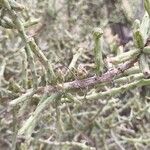 Cylindropuntia leptocaulis Кора