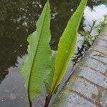 Rumex hydrolapathum ഇല