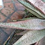 Aloe marlothii Yaprak