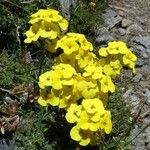 Erysimum jugicola Flower