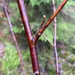 Betula occidentalis പുറംതൊലി