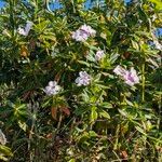 Impatiens sodenii Flower