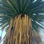 Yucca carnerosana Ліст