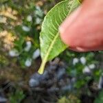 Salix waldsteiniana पत्ता