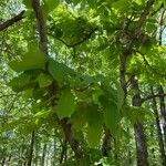 Carya glabra Blatt