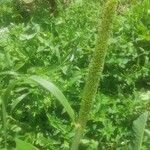 Cenchrus americanusFlors