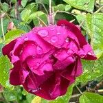 Rosa × odorata Blomma