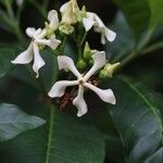 Voacanga africana Blomma