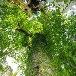 Liriodendron tulipifera Bark