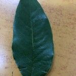 Santalum album Leaf