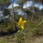 Genista hispanica Rusca