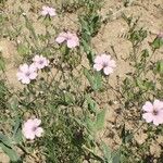 Vaccaria hispanica Flor