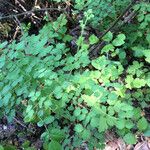 Thalictrum fendleri Habit