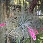 Tillandsia aeranthos 整株植物