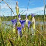 Gentianopsis virgata Blüte