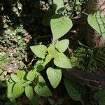 Stachys sylvaticaLeaf