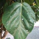 Ficus auriculata Blatt