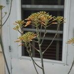 Aloe × schimperi Flower