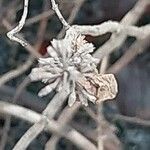 Mentha pulegium Fruit