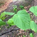 Davidia involucrata List