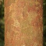 Gustavia hexapetala Bark