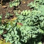 Papaver bracteatum 葉