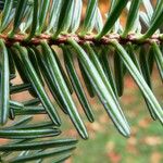 Abies numidica Іншае