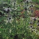 Eryngium bourgatii Hábitos