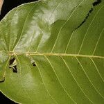 Castilla elastica Fuelha